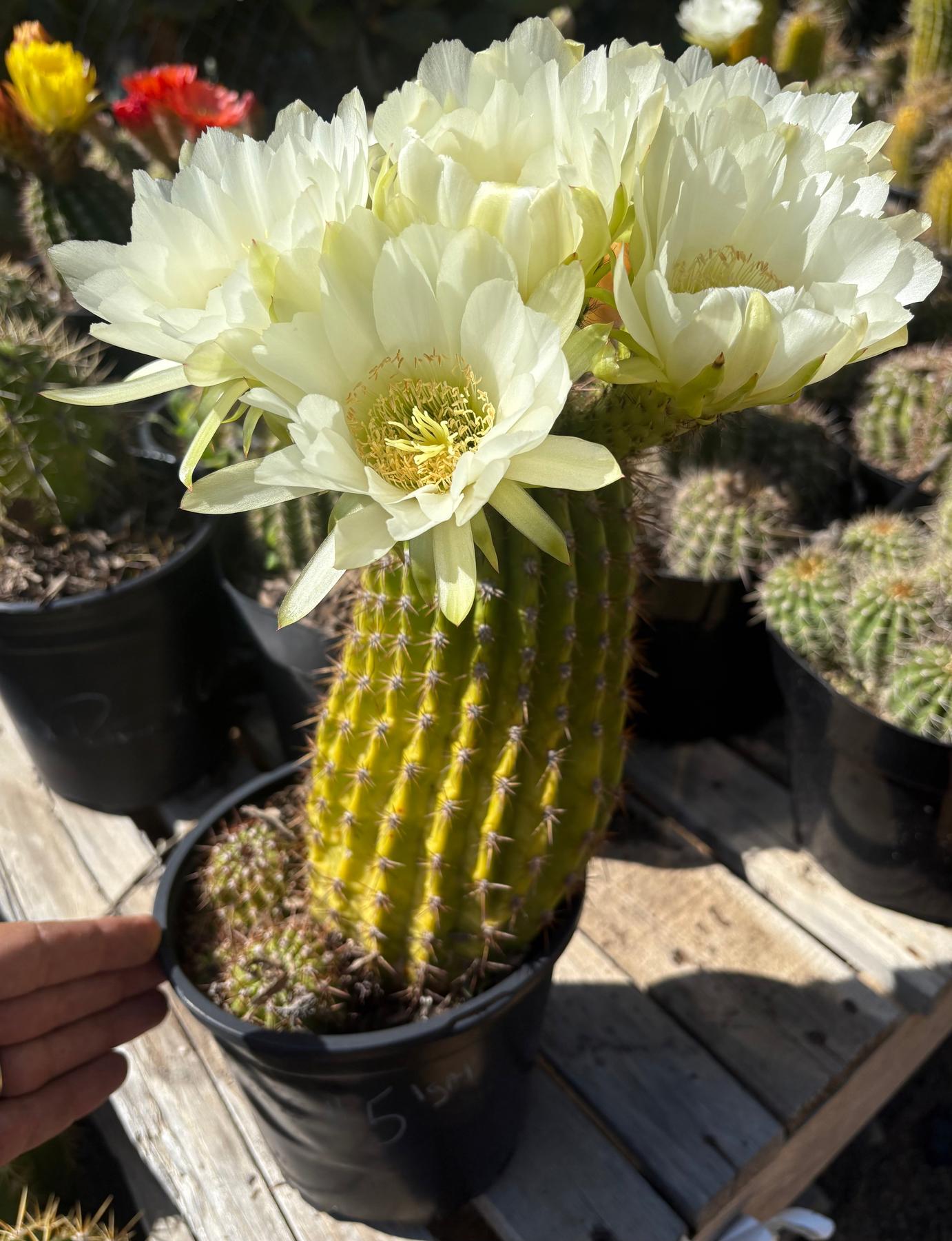 Trichocereus Grandiflorus Hybrid colored flower Cactus-Cactus - Large-The Succulent Source