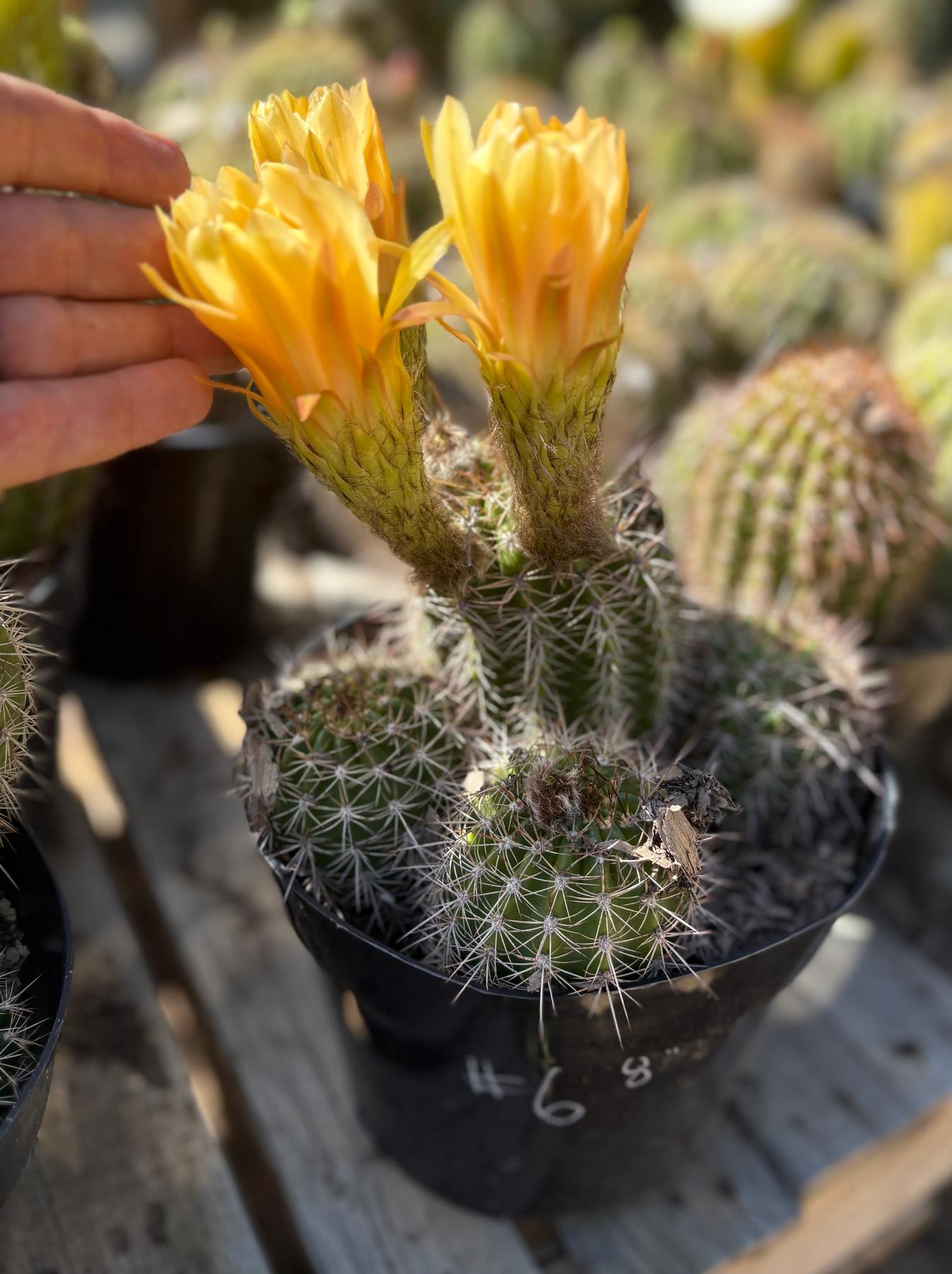 Trichocereus Grandiflorus Hybrid colored flower Cactus-Cactus - Large-The Succulent Source