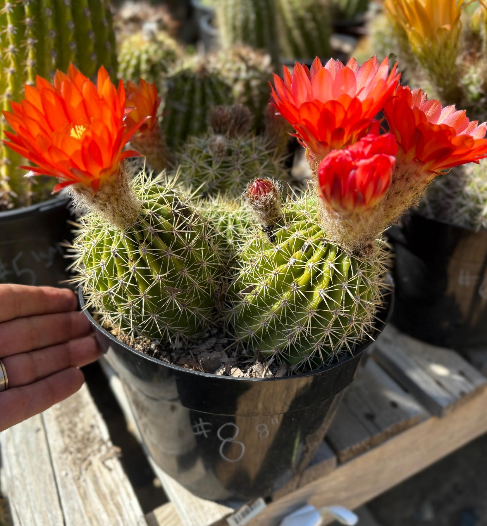 Trichocereus Grandiflorus Hybrid colored flower Cactus-Cactus - Large-The Succulent Source