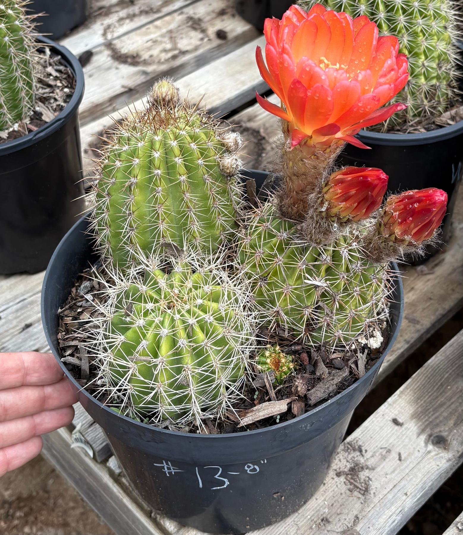 Trichocereus Grandiflorus Hybrid colored flower Cactus-Cactus - Large-The Succulent Source