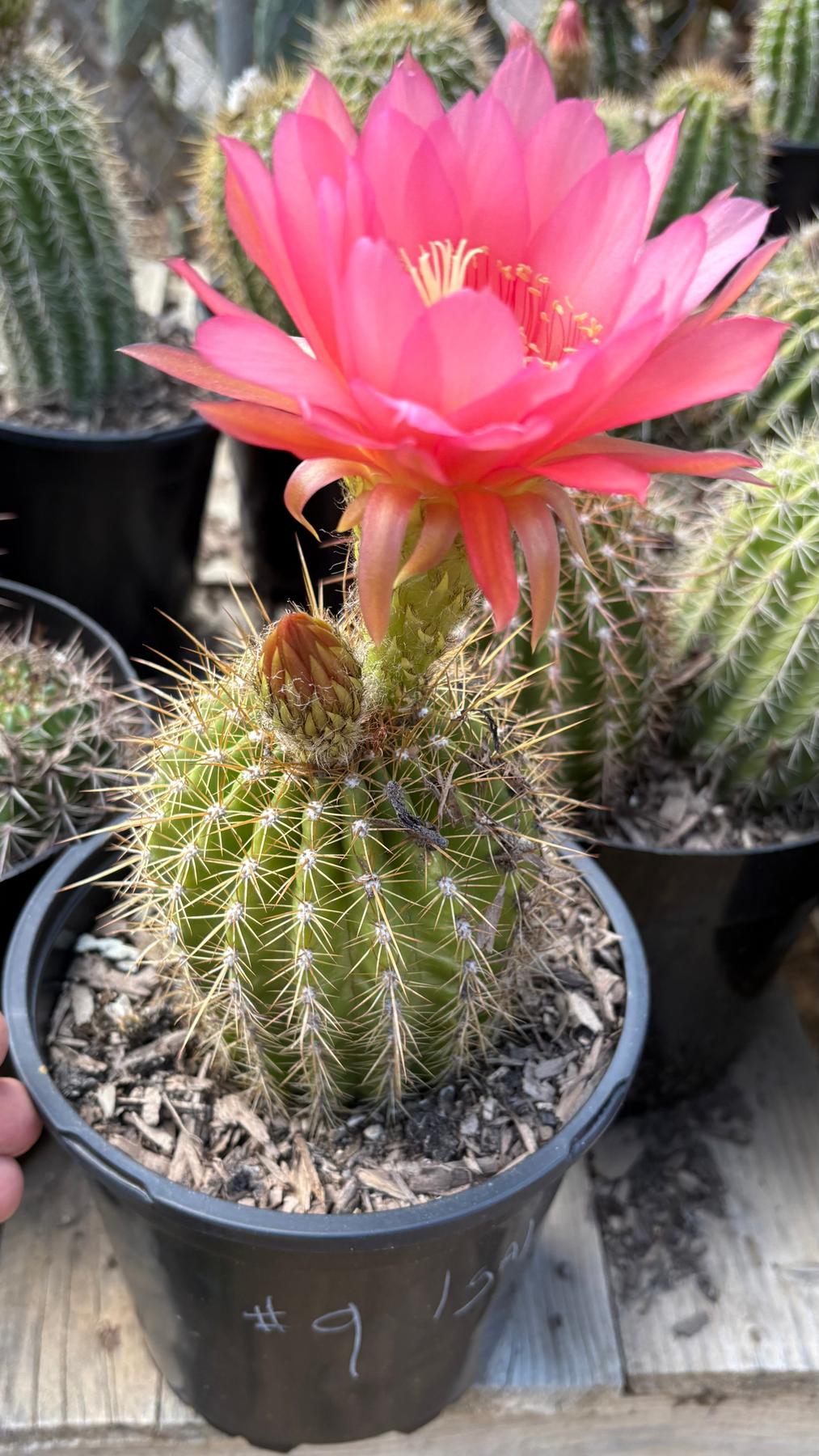 Trichocereus Grandiflorus Hybrid colored flower Cactus-Cactus - Large-The Succulent Source