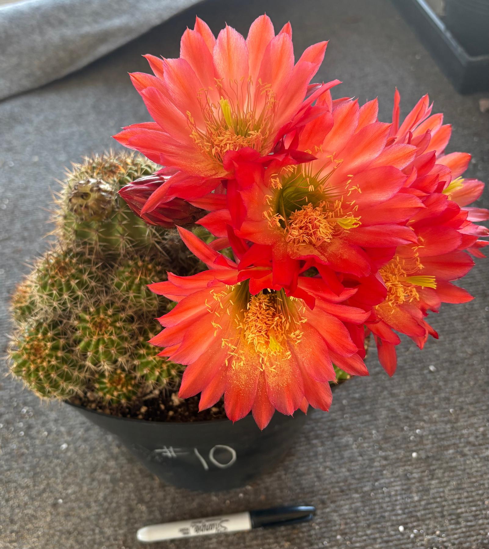 Trichocereus Grandiflorus Hybrid colored flower Cactus-Cactus - Large-The Succulent Source