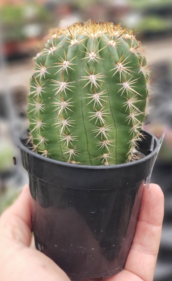 Trichocereus grandiflorus cactus-Cactus - Large-The Succulent Source