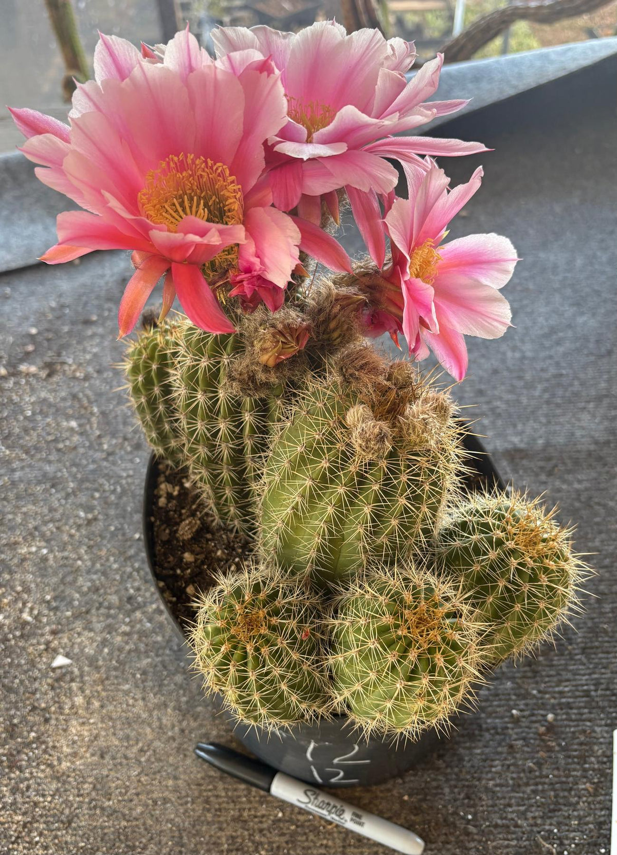 Trichocereus Grandiflorus Hybrid colored flower Cactus-Cactus - Large-The Succulent Source