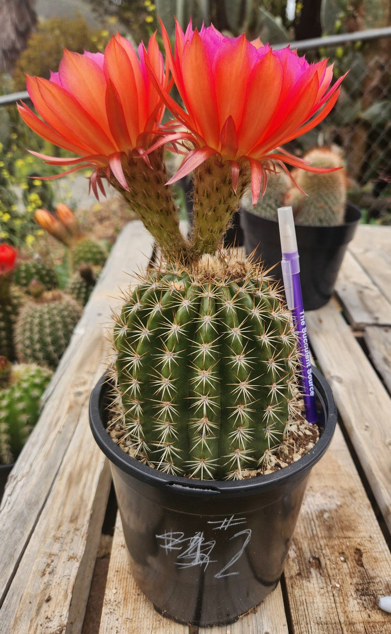 Trichocereus Grandiflorus Hybrid colored flower Cactus-Cactus - Large-The Succulent Source