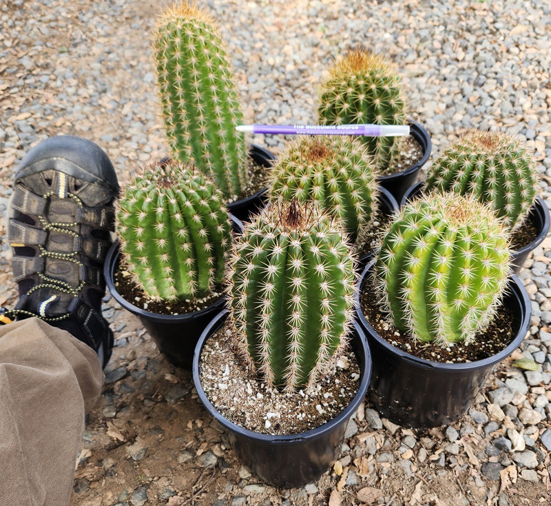 Trichocereus Grandiflorus Hybrid colored flower Cactus-Cactus - Large-The Succulent Source