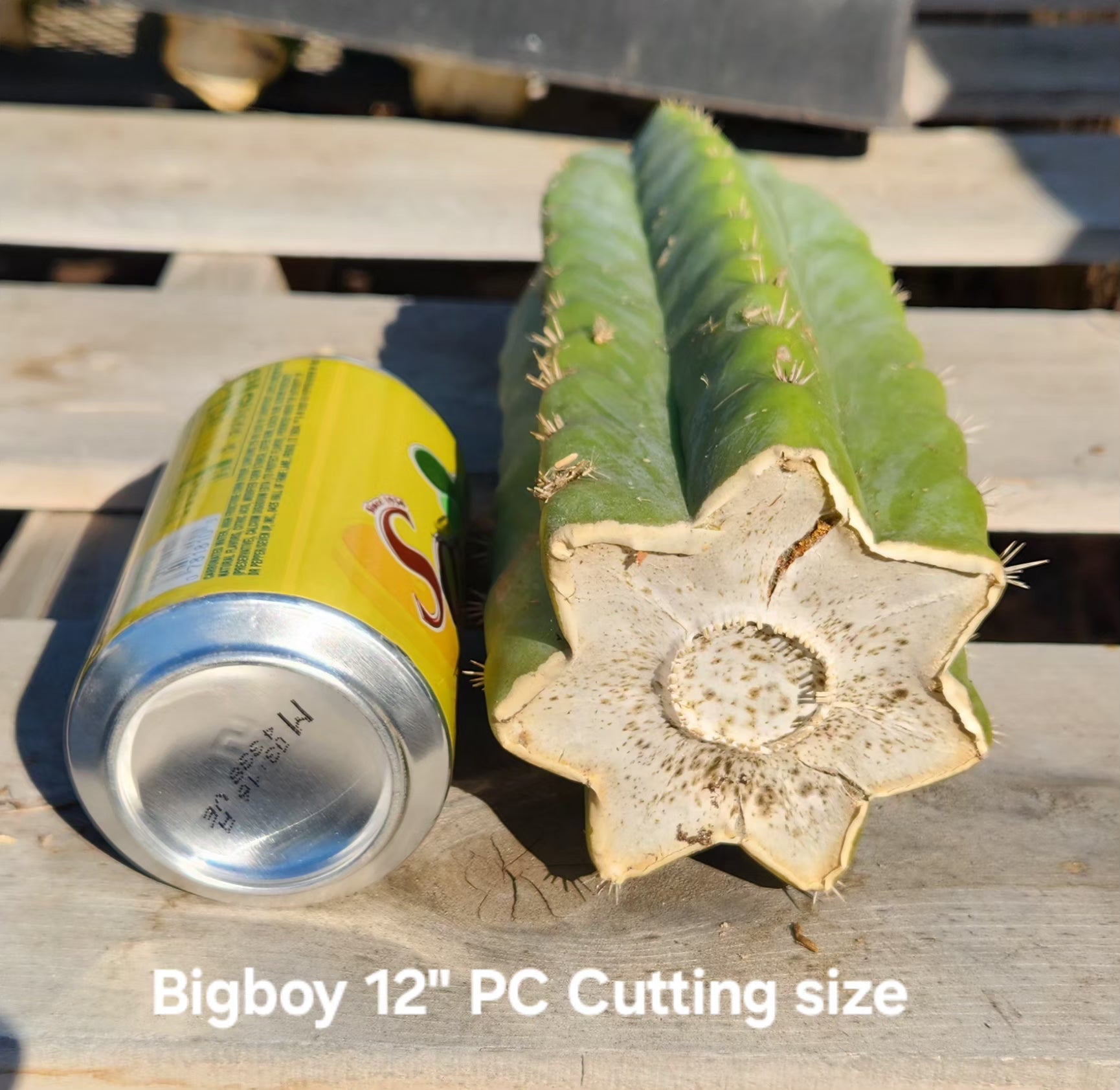 non pc san pedro cactus for sale Trichocereus Pachanoi Common San Pedro PC Ornamental Grafting Cactus Cuttings and Potted Two 10-12" Trichocereus PC Ornamental Cuttings