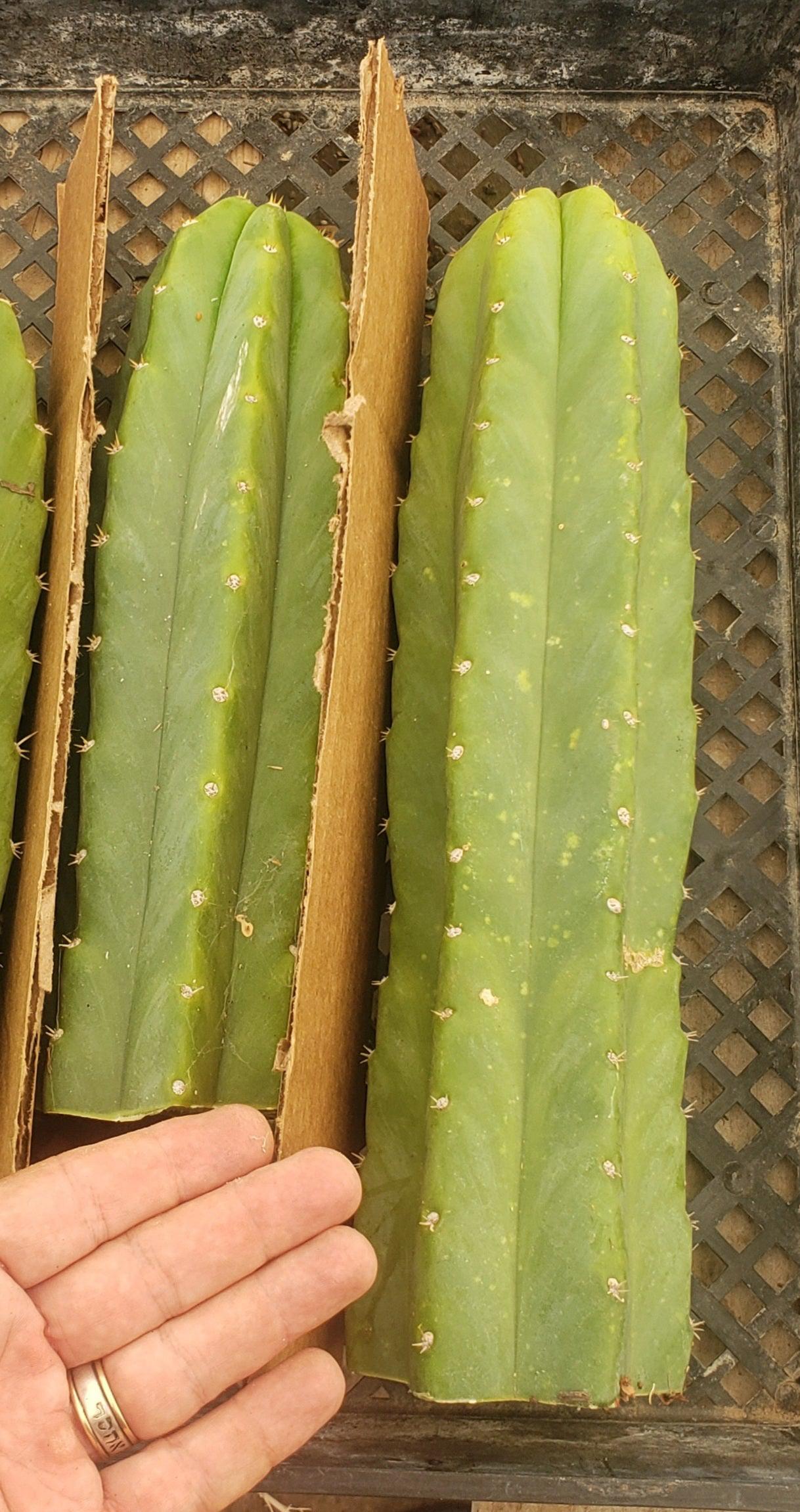 san pedro cactus for sale georgia Trichocereus Pachanoi Common San Pedro PC Ornamental Grafting Cactus Cuttings and Potted Two 10-12" Trichocereus PC Ornamental Cuttings