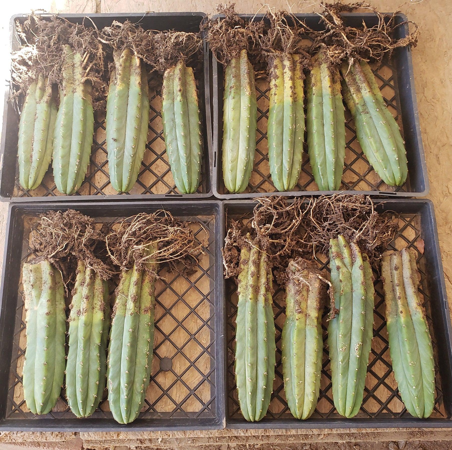 Trichocereus Common PC Ornamental Grafting Cactus Cuttings - various sizes-Cactus - Large - Exact-The Succulent Source