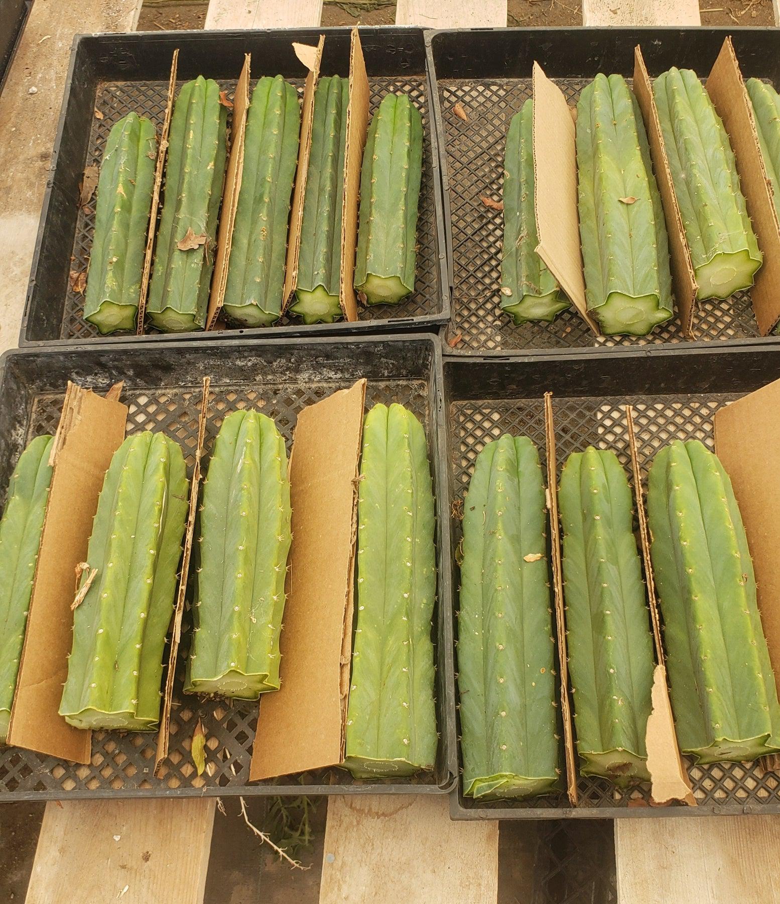 Trichocereus Common PC Ornamental Grafting Cactus Cuttings - various sizes-Cactus - Large - Exact-The Succulent Source
