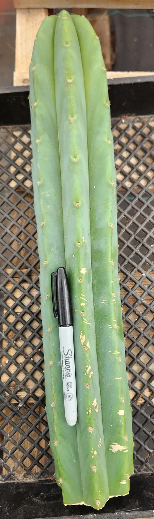 Trichocereus Common PC Ornamental Grafting Cactus Cuttings - various sizes-Cactus - Large - Exact-The Succulent Source