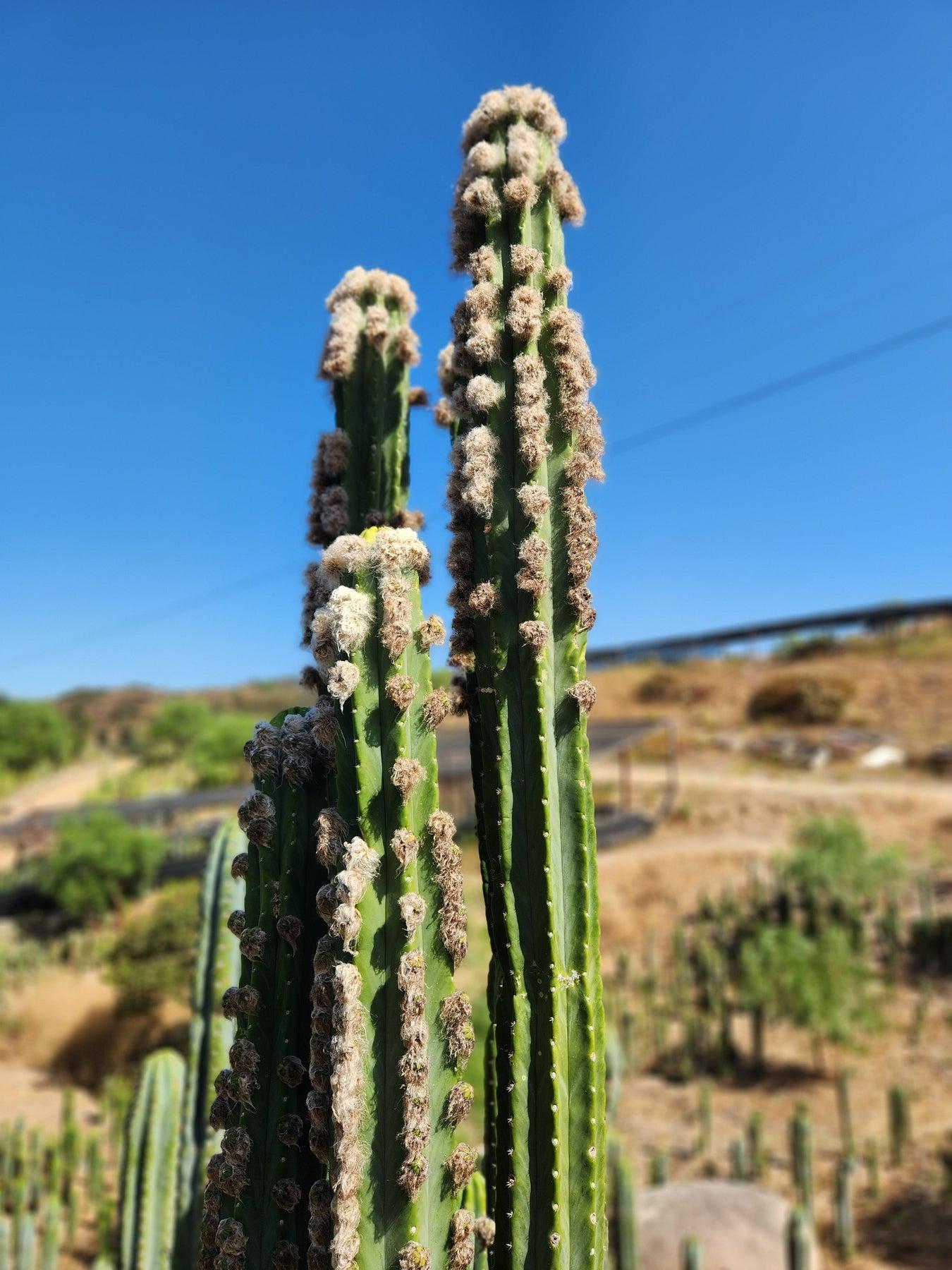san pedro cactus flowers Trichocereus Pachanoi Common San Pedro PC Ornamental Grafting Cactus Cuttings and Potted Two 10-12" Trichocereus PC Ornamental Cuttings