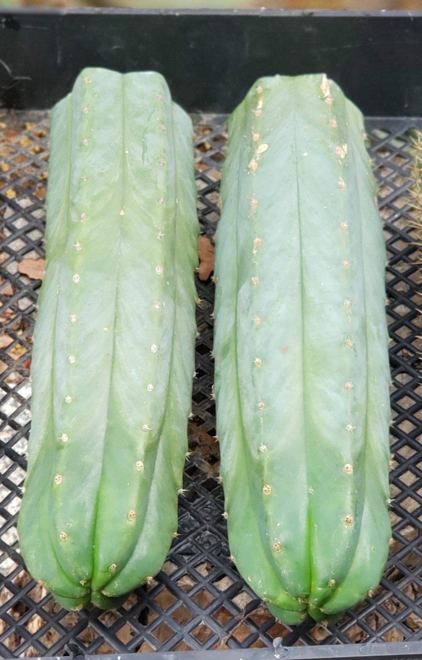 Trichocereus Common PC Ornamental Grafting Cactus Cuttings - various sizes-Cactus - Large - Exact-The Succulent Source