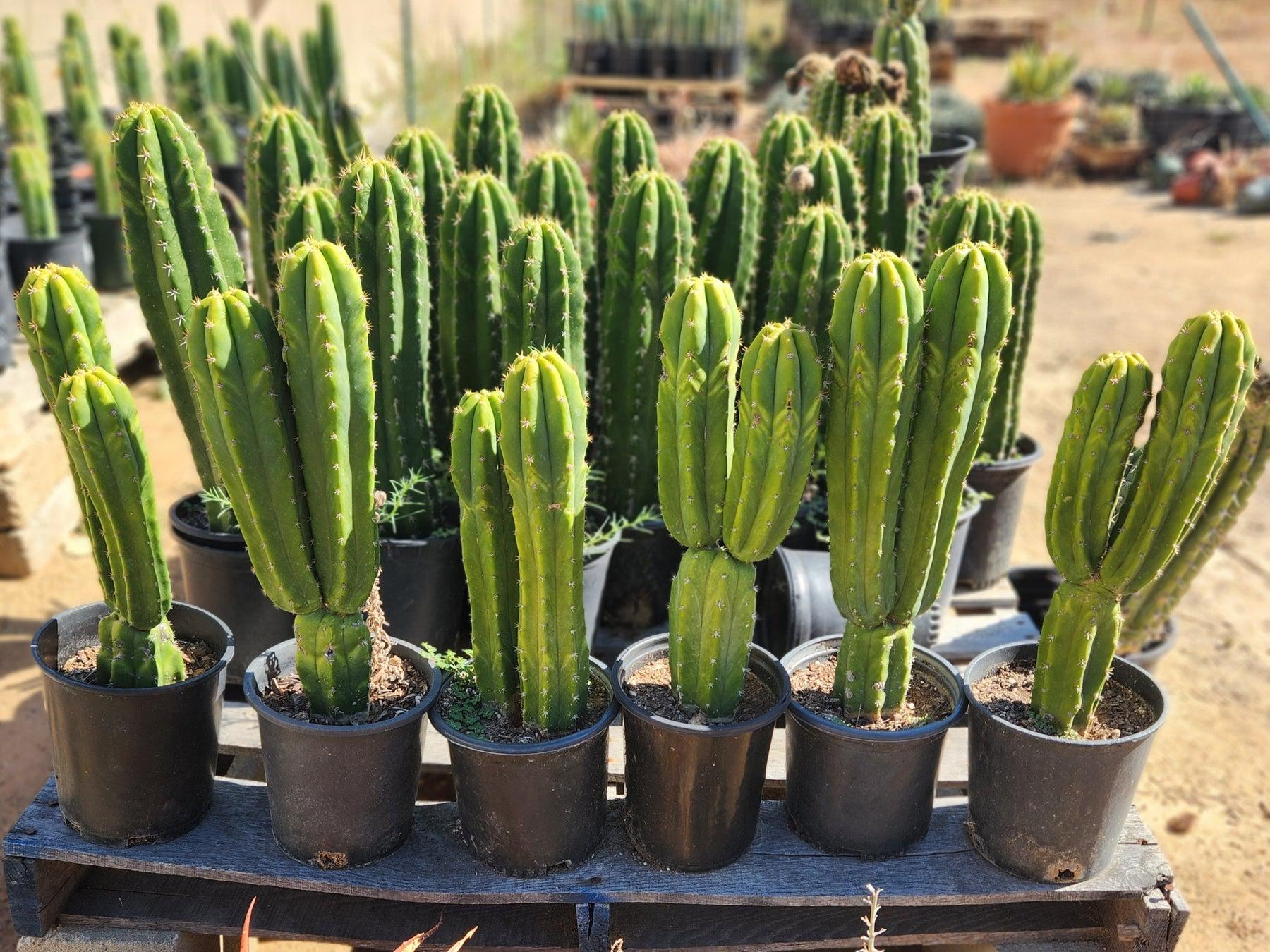 san pedro cactus sales Trichocereus Pachanoi Common San Pedro PC Ornamental Grafting Cactus Cuttings and Potted Two 10-12" Trichocereus PC Ornamental Cuttings