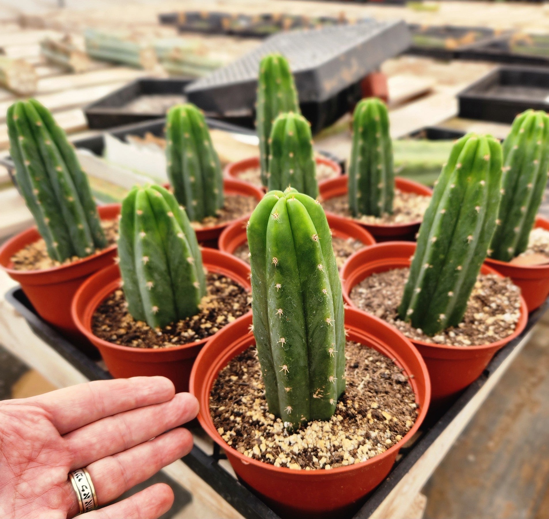 Trichocereus Pachanoi Common San Pedro PC Ornamental Grafting Cactus Cuttings and Potted-Cactus - Large - Exact-The Succulent Source