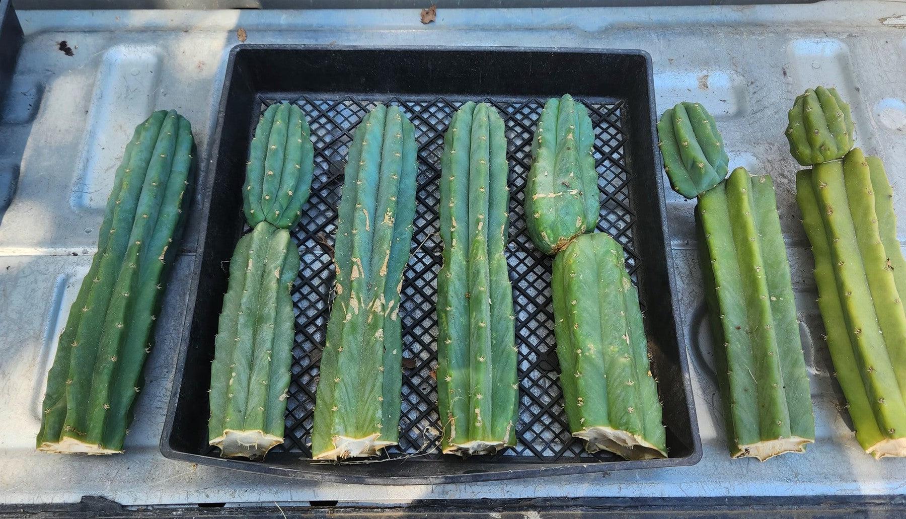 Trichocereus Pachanoi Common San Pedro PC Ornamental Grafting Cactus Cuttings and Potted-Cactus - Large - Exact-The Succulent Source