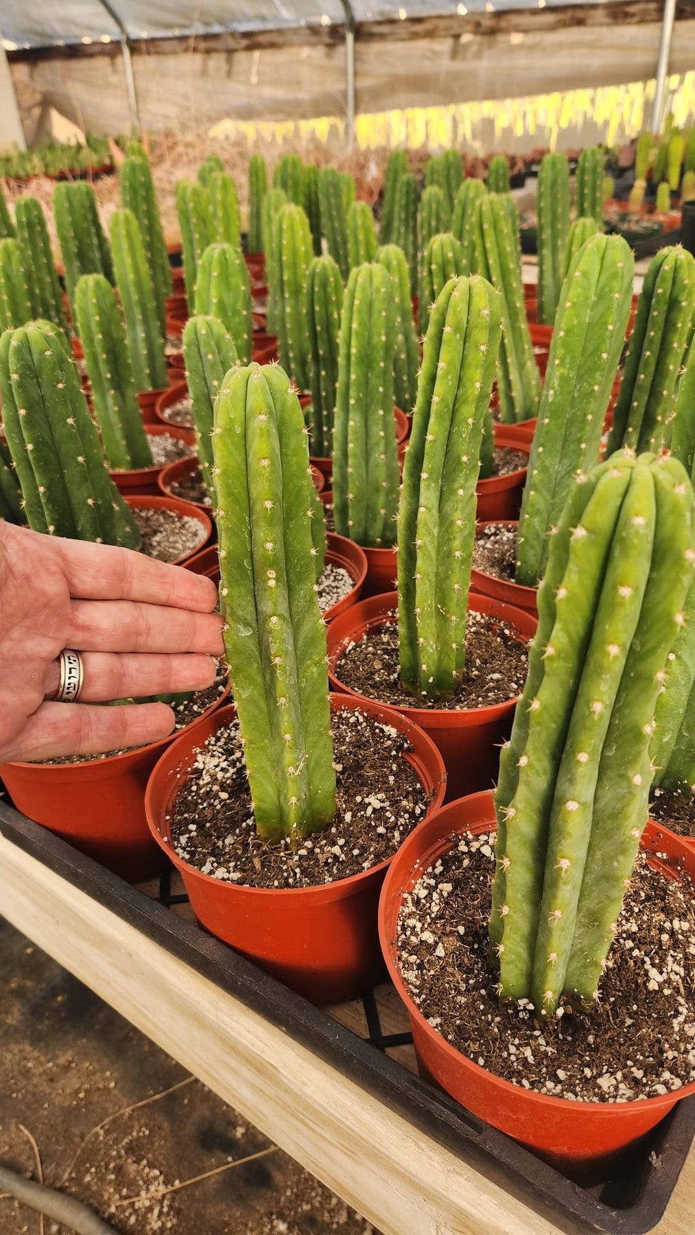 Trichocereus Pachanoi Common San Pedro PC Ornamental Grafting Cactus Cuttings and Potted-Cactus - Large - Exact-The Succulent Source