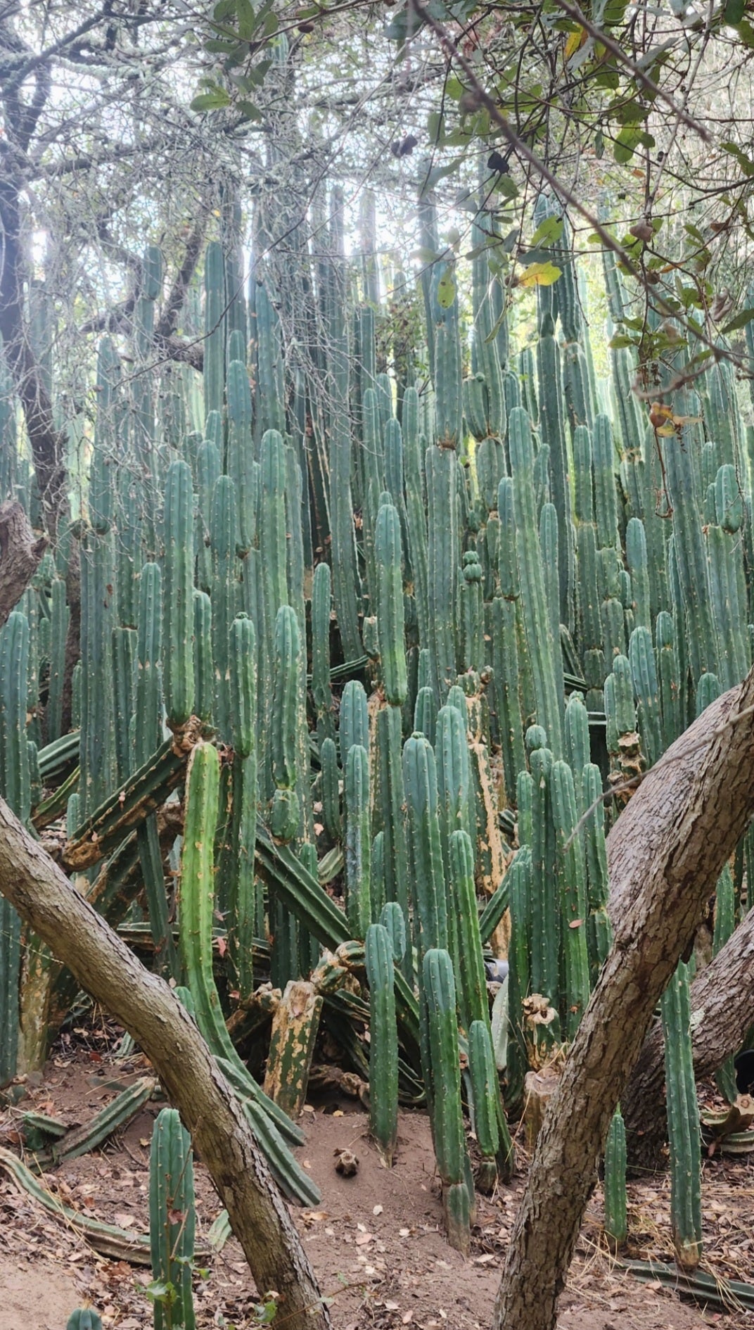 Trichocereus Pachanoi Common San Pedro PC Ornamental Grafting Cactus Cuttings and Potted-Cactus - Large - Exact-The Succulent Source