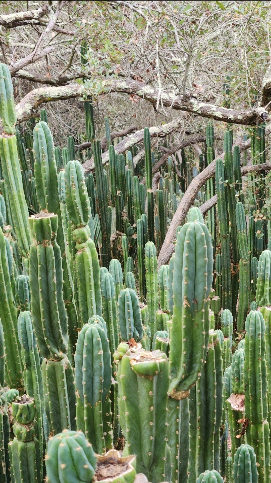 Trichocereus Pachanoi Common San Pedro PC Ornamental Grafting Cactus Cuttings and Potted-Cactus - Large - Exact-The Succulent Source