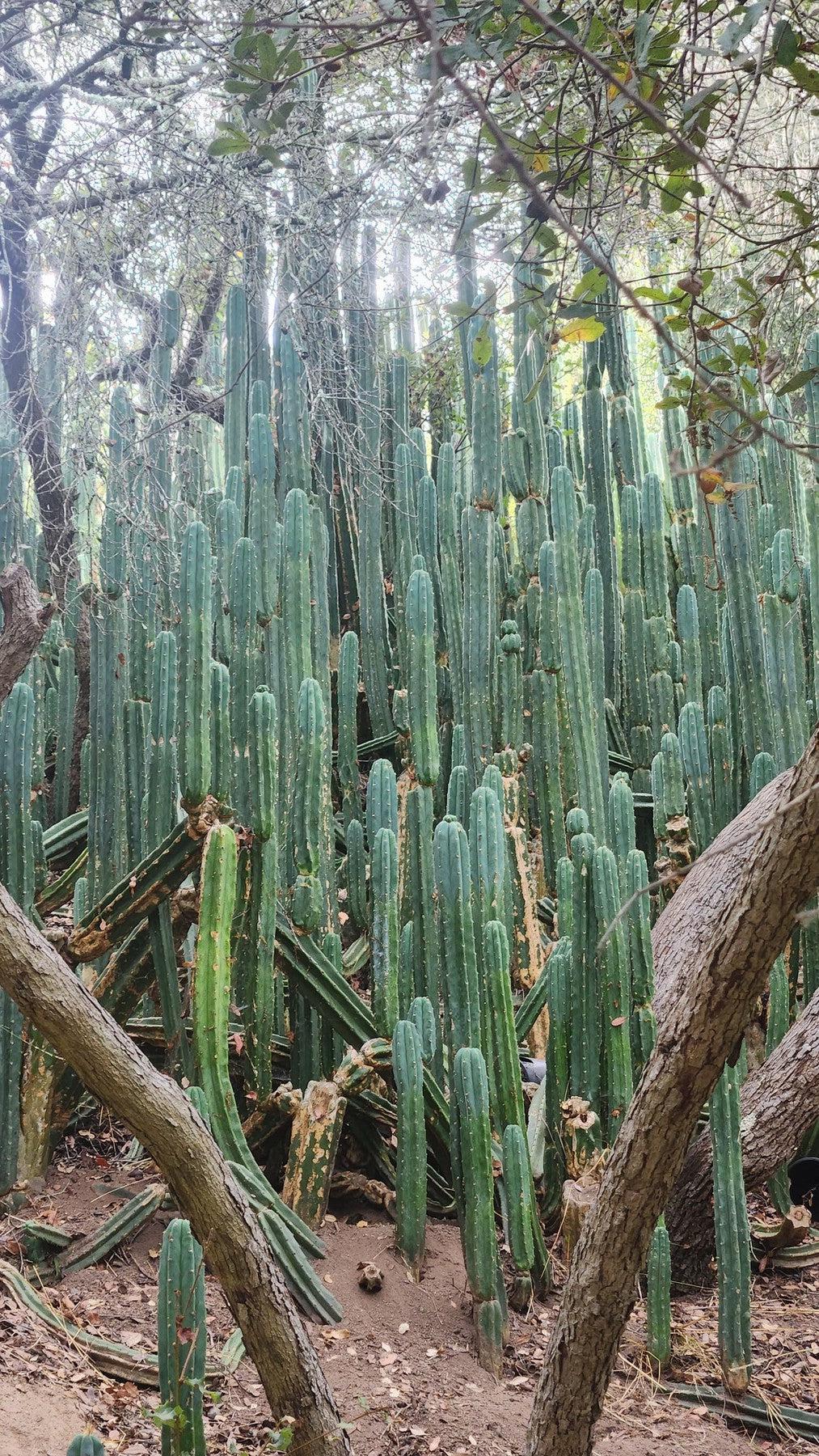 Trichocereus Pachanoi Common San Pedro PC Ornamental Grafting Cactus Cuttings and Potted-Cactus - Large - Exact-The Succulent Source