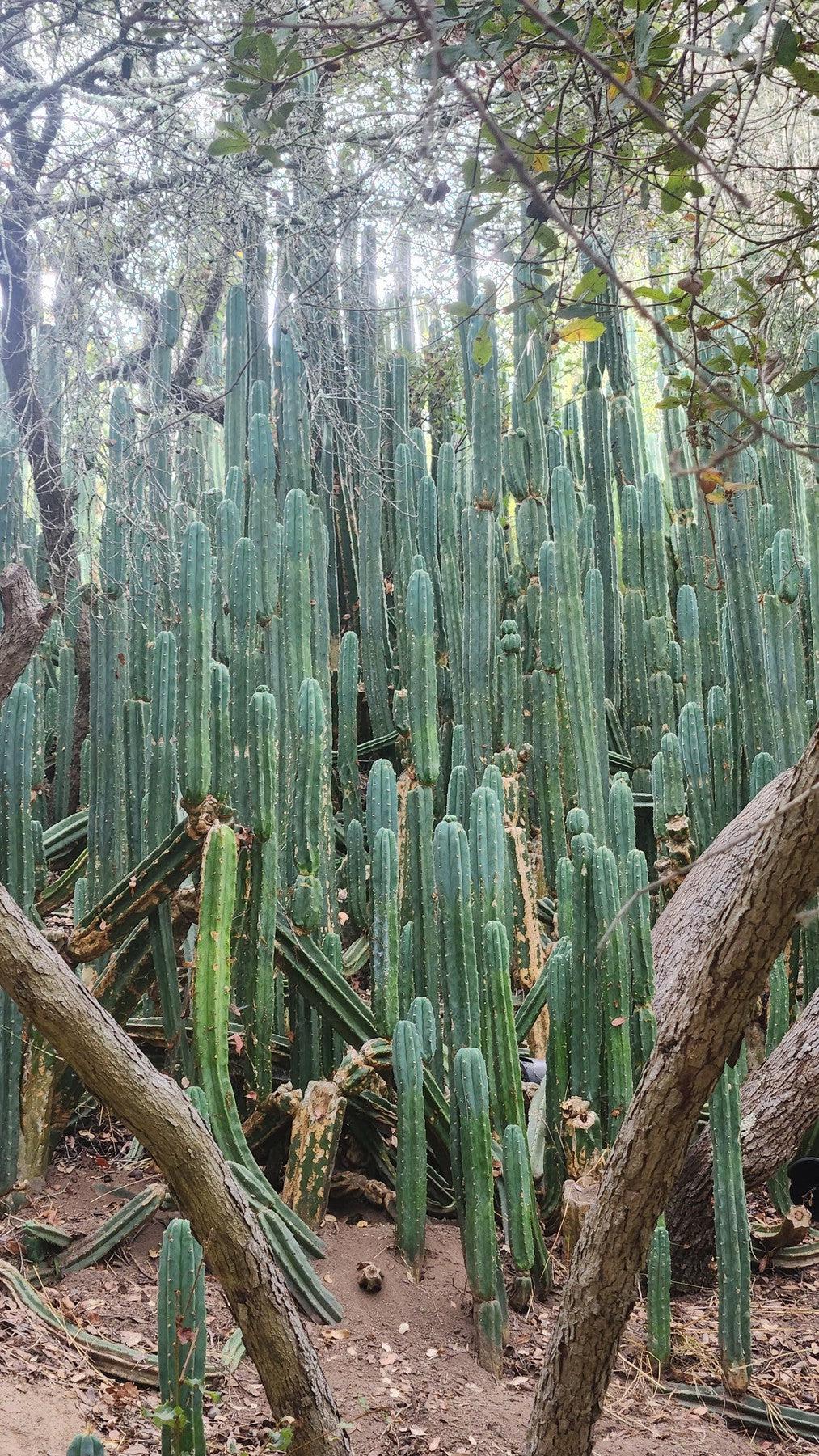 buying san pedro cactus online Trichocereus Pachanoi Common San Pedro PC Ornamental Grafting Cactus Cuttings and Potted Two 10-12" Trichocereus PC Ornamental Cuttings
