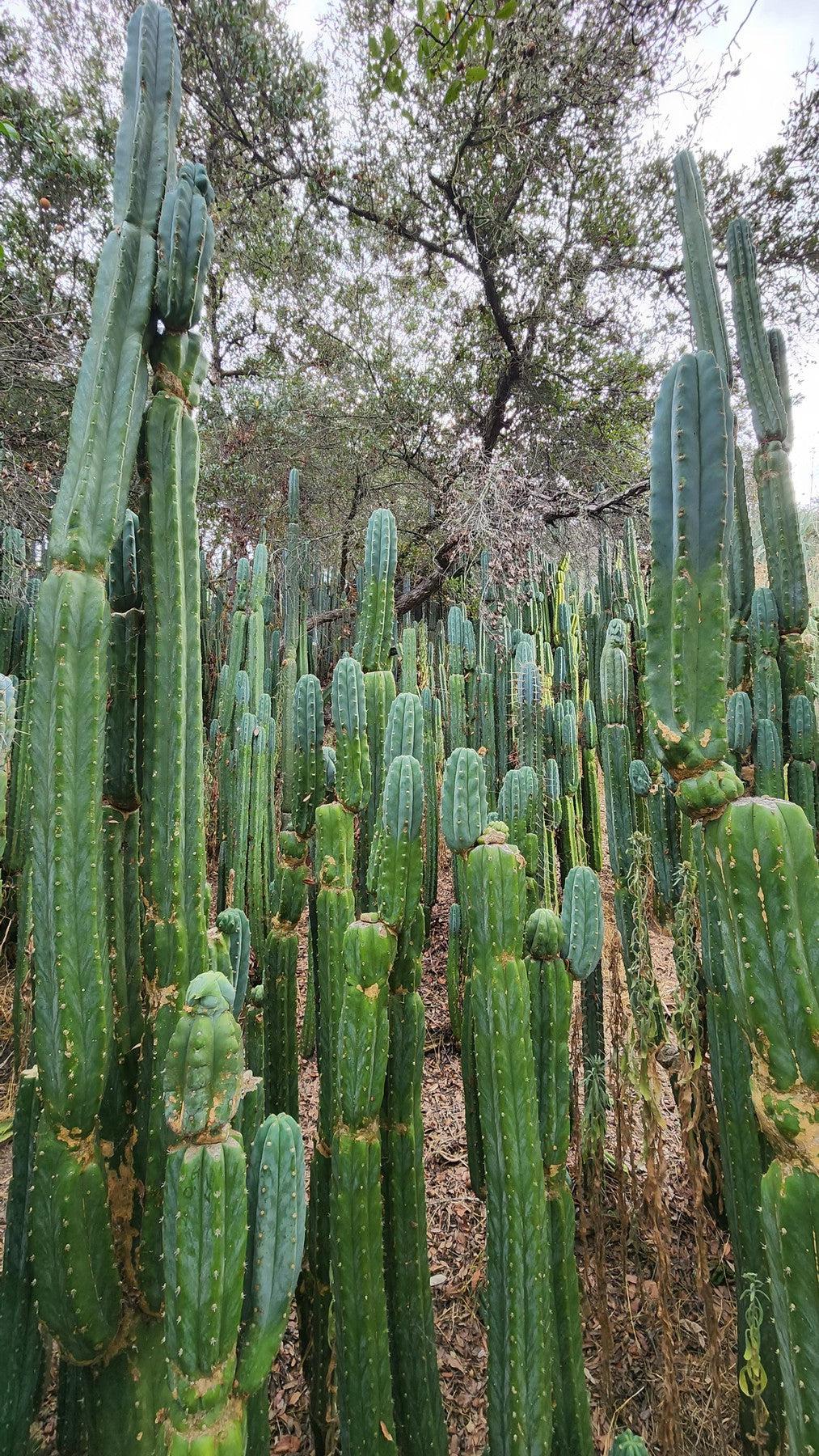 Trichocereus Pachanoi Common San Pedro PC Ornamental Grafting Cactus Cuttings and Potted-Cactus - Large - Exact-The Succulent Source