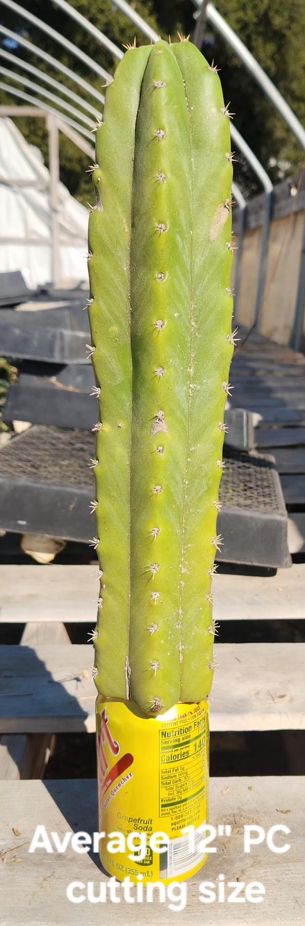 san pedro cactus for sale georgia Trichocereus Pachanoi Common San Pedro PC Ornamental Grafting Cactus Cuttings and Potted Two 10-12" Trichocereus PC Ornamental Cuttings