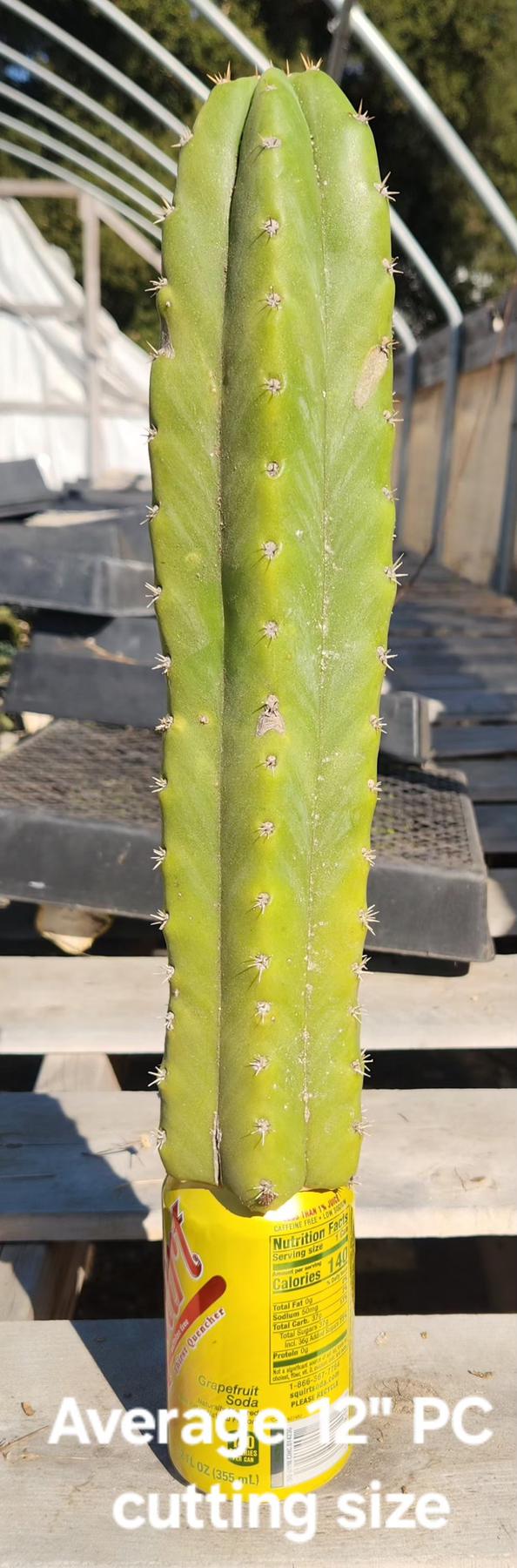 Trichocereus Pachanoi Common San Pedro PC Ornamental Grafting Cactus Cuttings and Potted-Cactus - Large - Exact-The Succulent Source