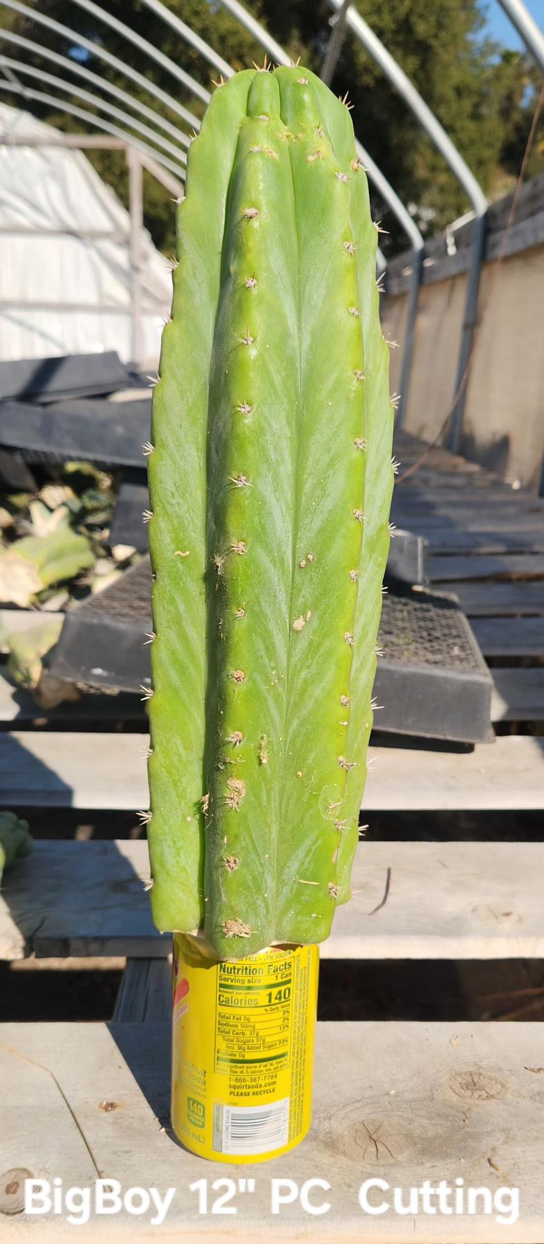 Trichocereus Pachanoi Common San Pedro PC Ornamental Grafting Cactus Cuttings and Potted-Cactus - Large - Exact-The Succulent Source