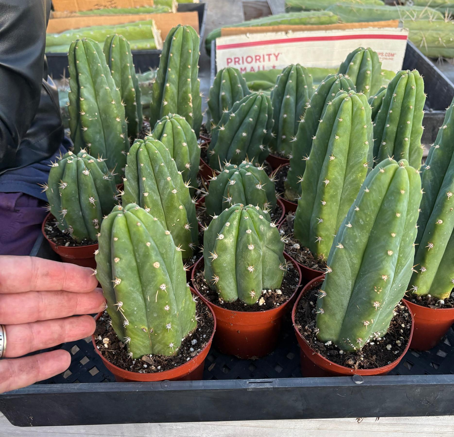 Trichocereus Pachanoi Common San Pedro PC Ornamental Grafting Cactus Cuttings and Potted-Cactus - Large - Exact-The Succulent Source