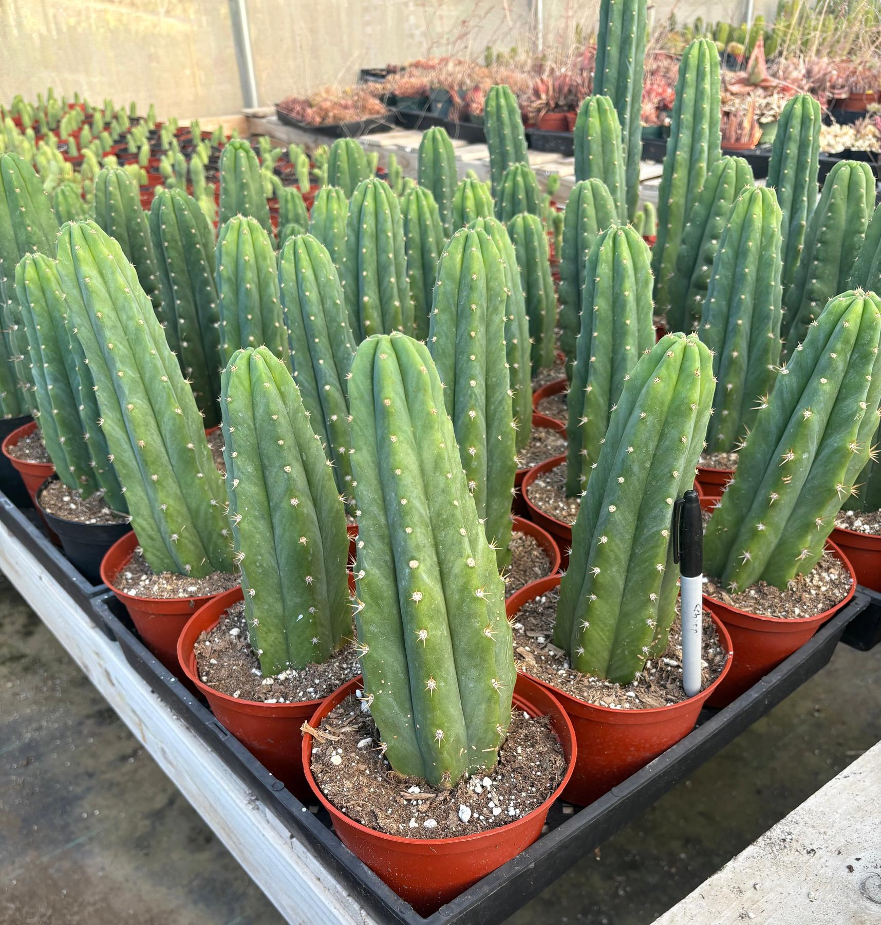 Trichocereus Pachanoi Common San Pedro PC Ornamental Grafting Cactus Cuttings and Potted-Cactus - Large - Exact-The Succulent Source