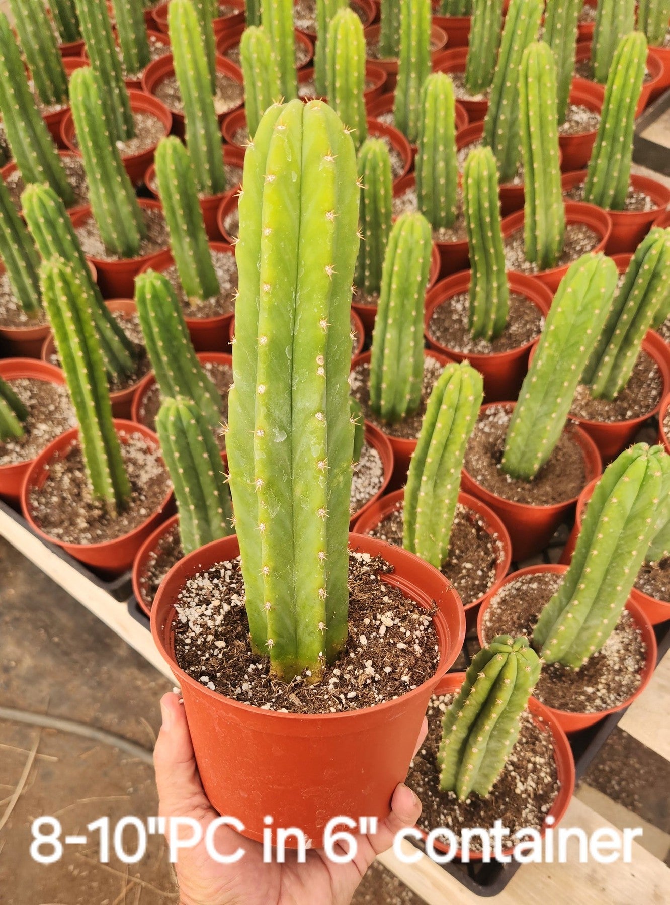 Trichocereus Pachanoi Common San Pedro PC Ornamental Grafting Cactus Cuttings and Potted-Cactus - Large - Exact-The Succulent Source