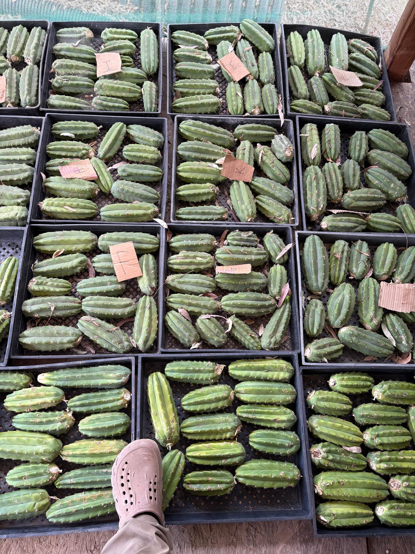 Trichocereus Pachanoi Common San Pedro PC Ornamental Grafting Cactus Cuttings and Potted-Cactus - Large - Exact-The Succulent Source
