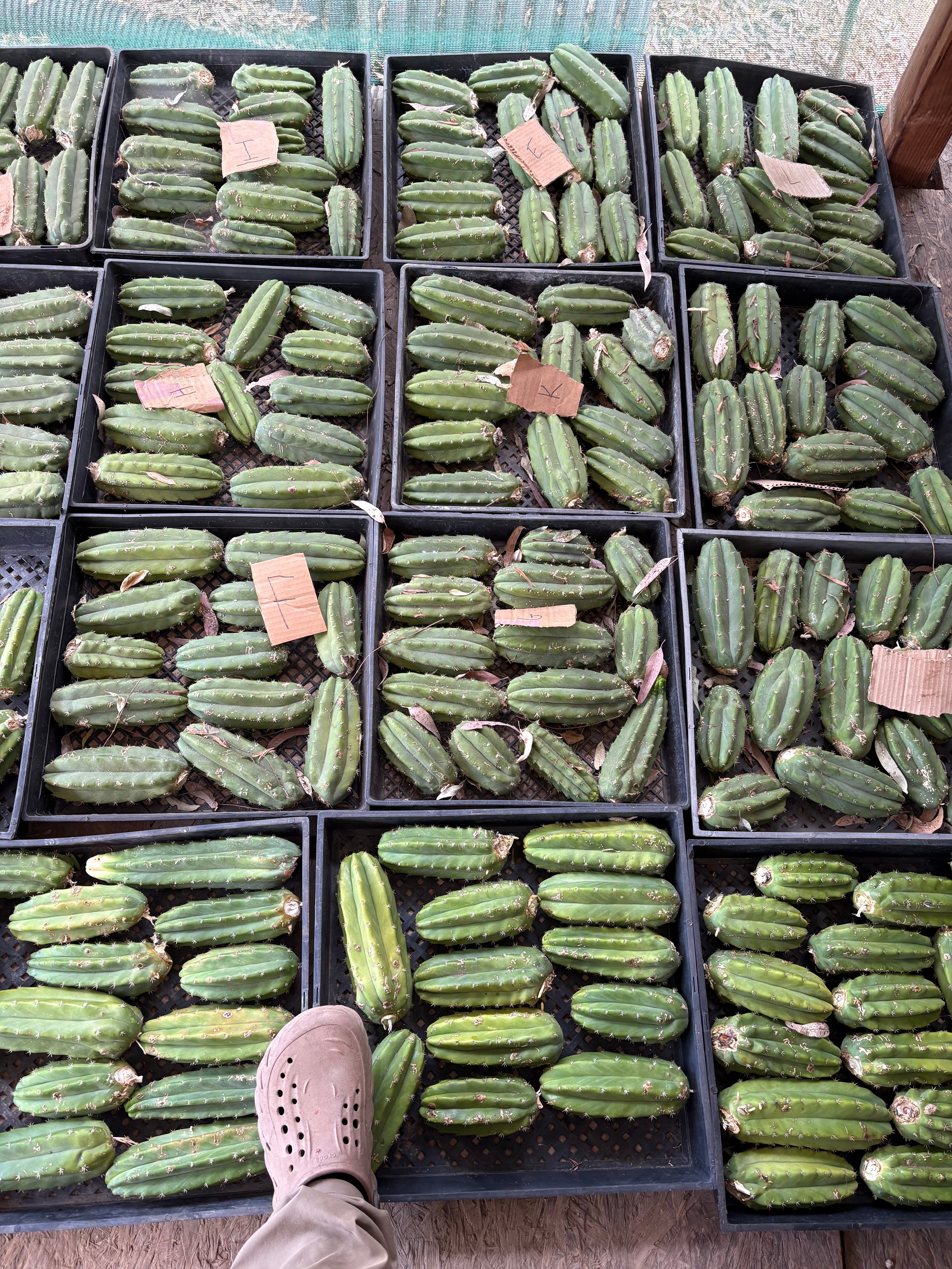Trichocereus Pachanoi Common San Pedro PC Ornamental Grafting Cactus Cuttings and Potted-Cactus - Large - Exact-The Succulent Source