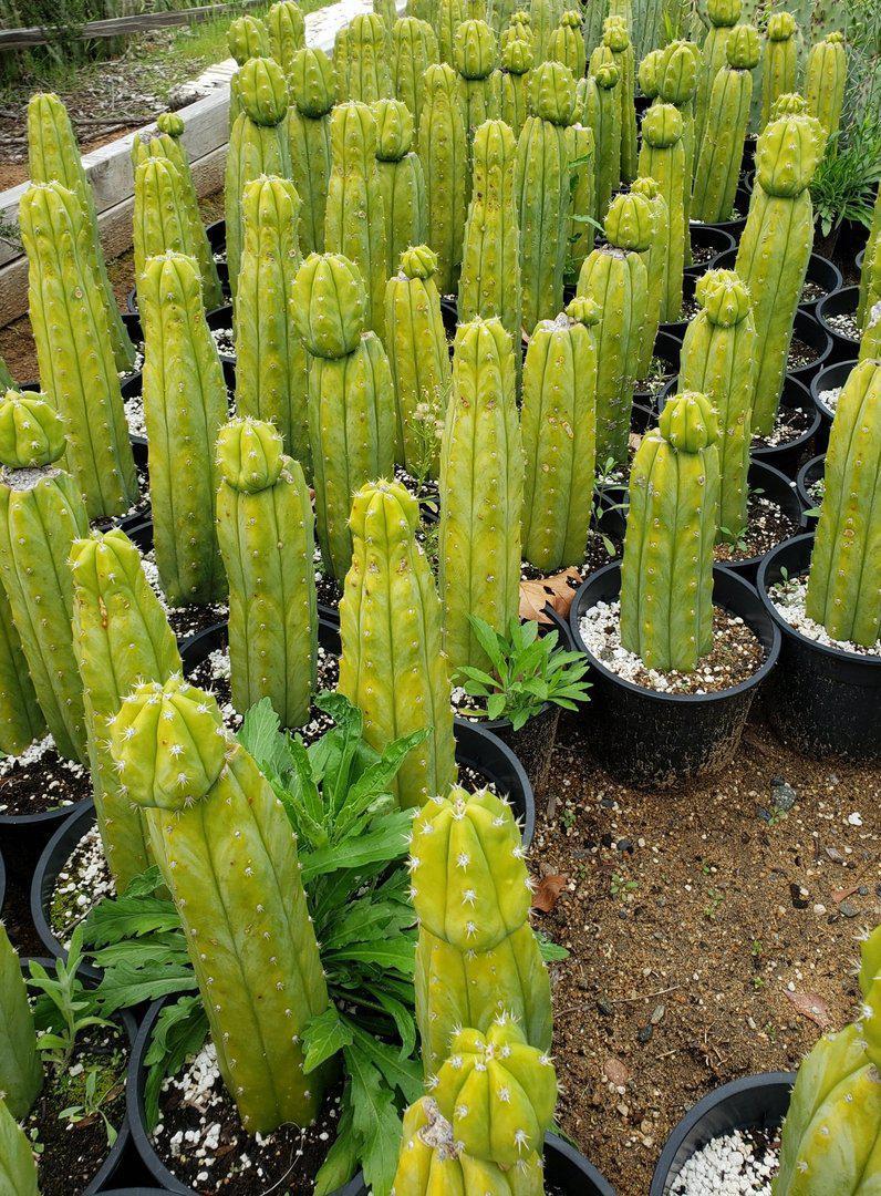 Trichocereus Ornamental Cactus 12"-15"-Cactus - Large - Exact-The Succulent Source