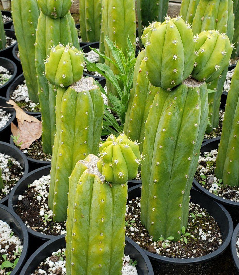 Trichocereus Ornamental Cactus 12"-15"-Cactus - Large - Exact-The Succulent Source