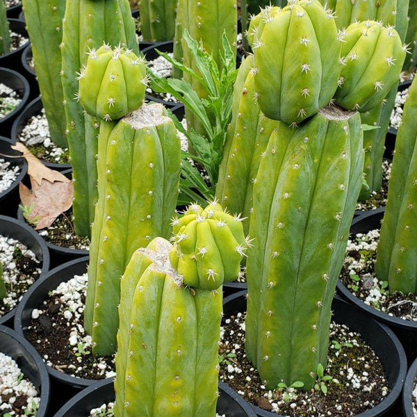 non pc san pedro cactus for sale San Pedro Cactus for Sale Trichocereus