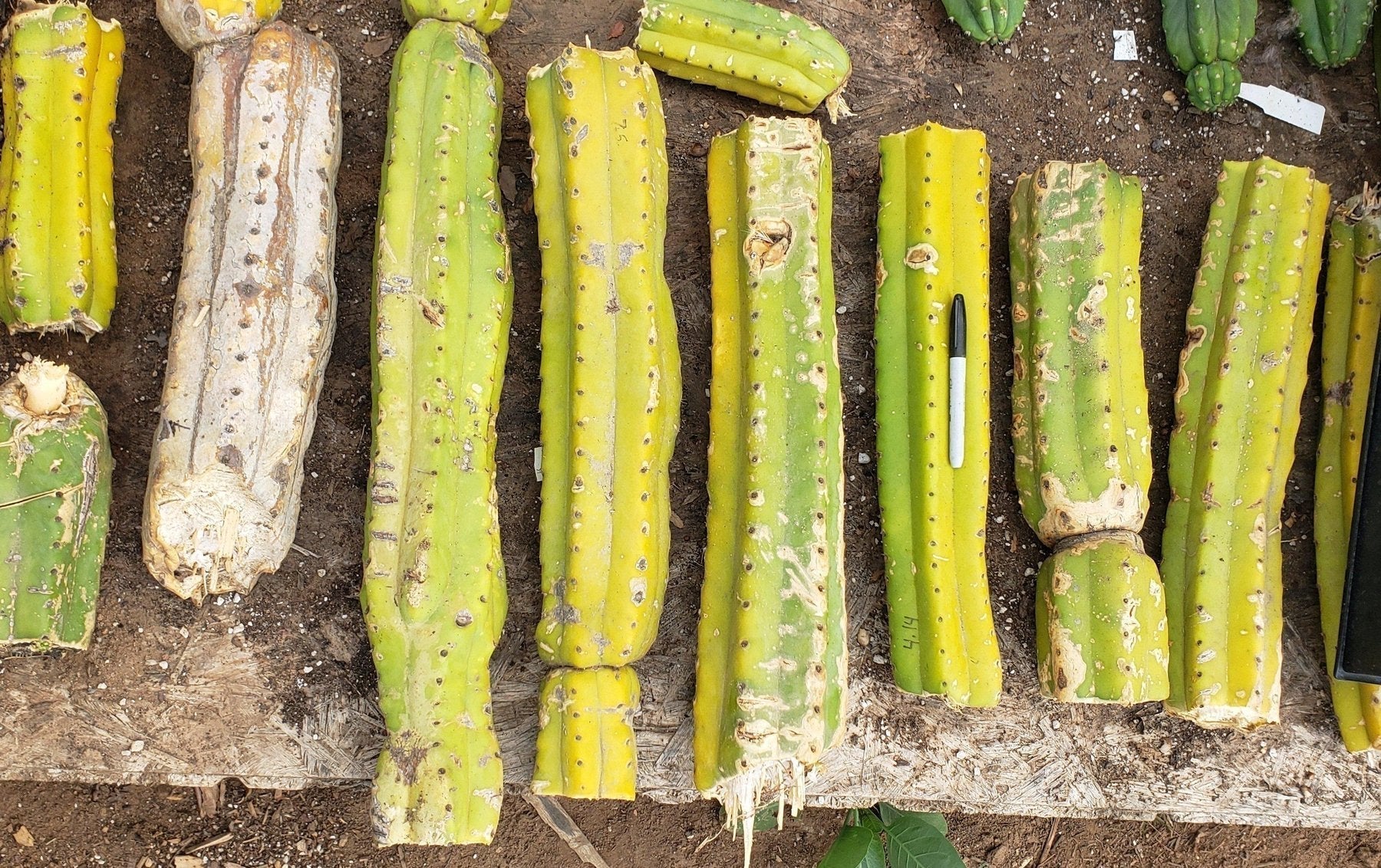 Trichocereus Common PC Ornamental Grafting Cactus Cuttings - various sizes-Cactus - Large - Exact-The Succulent Source
