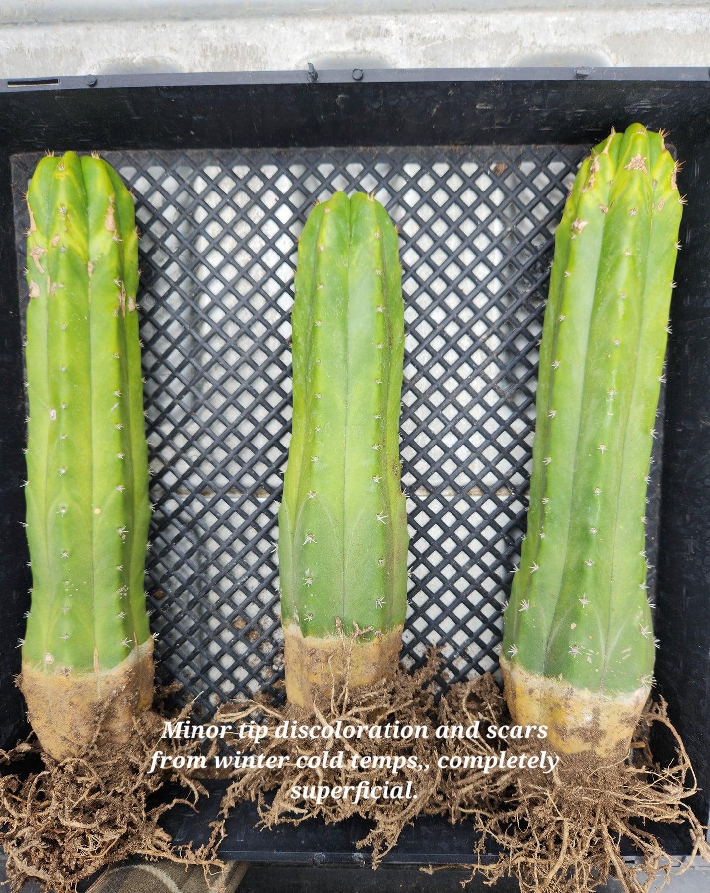 Trichocereus Common PC Ornamental Grafting Cactus Cuttings - various sizes-Cactus - Large - Exact-The Succulent Source