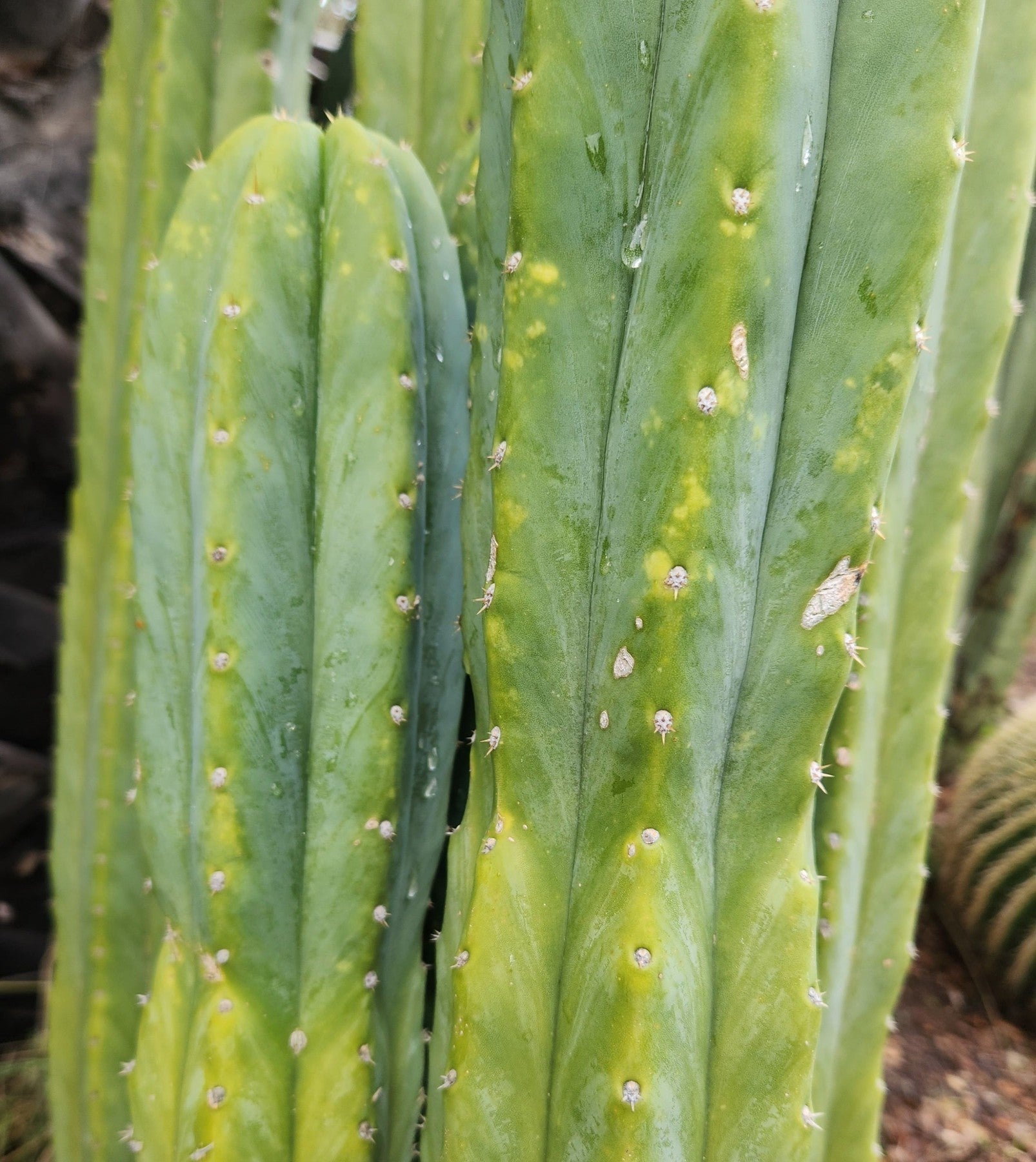 Trichocereus Pachanoi Common PC Ornamental Grafting Cactus Cuttings and Potted-Cactus - Large - Exact-The Succulent Source