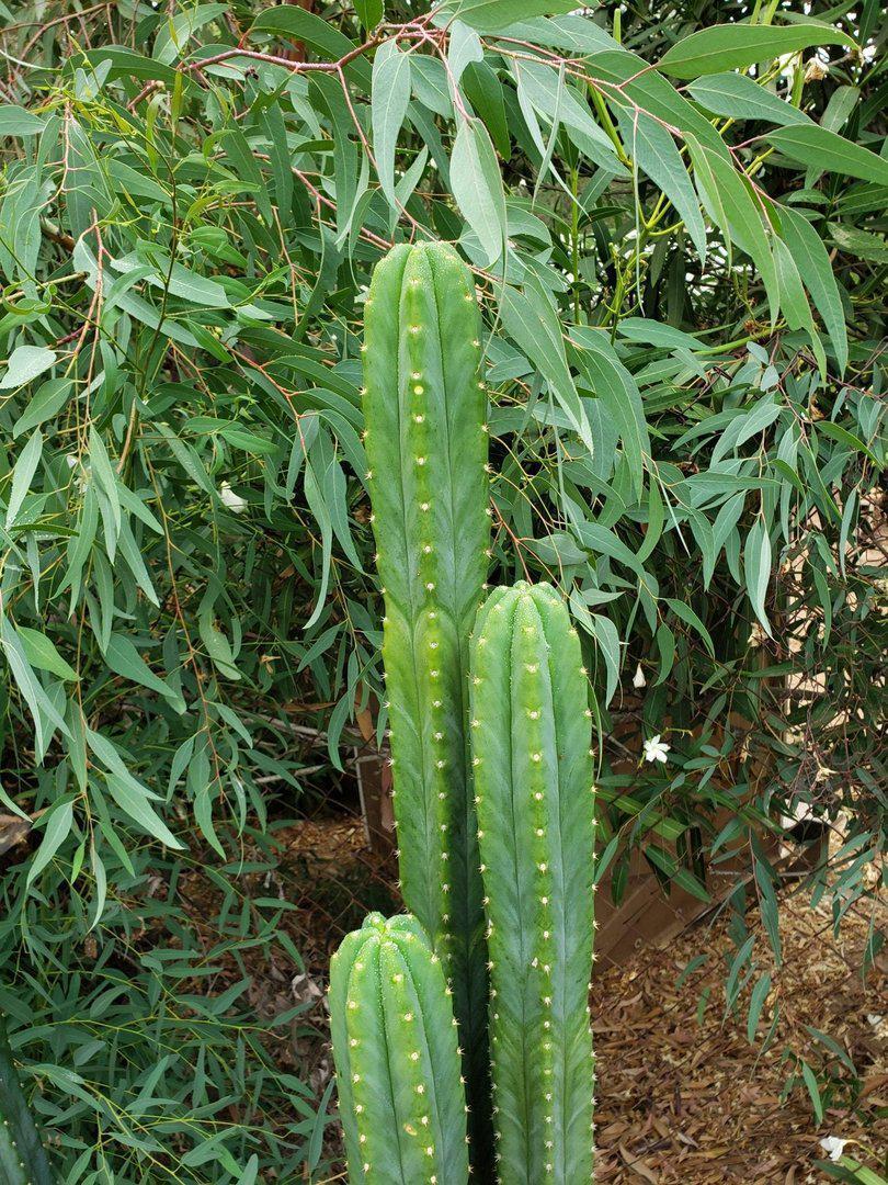 Trichocereus Ornamental Cactus Cuttings - various sizes-Cactus - Large - Exact-The Succulent Source