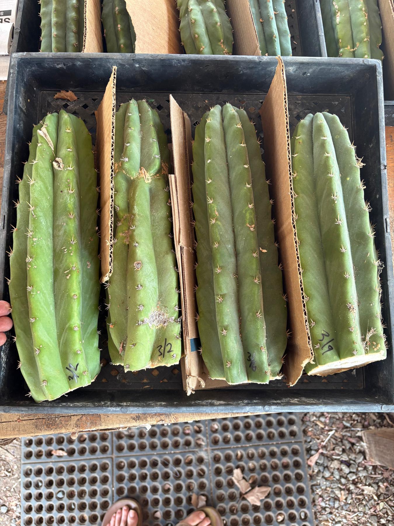 Trichocereus Pachanoi San Pedro PC Grafting Cactus Cuttings and Potted-Cactus - Large - Exact-The Succulent Source