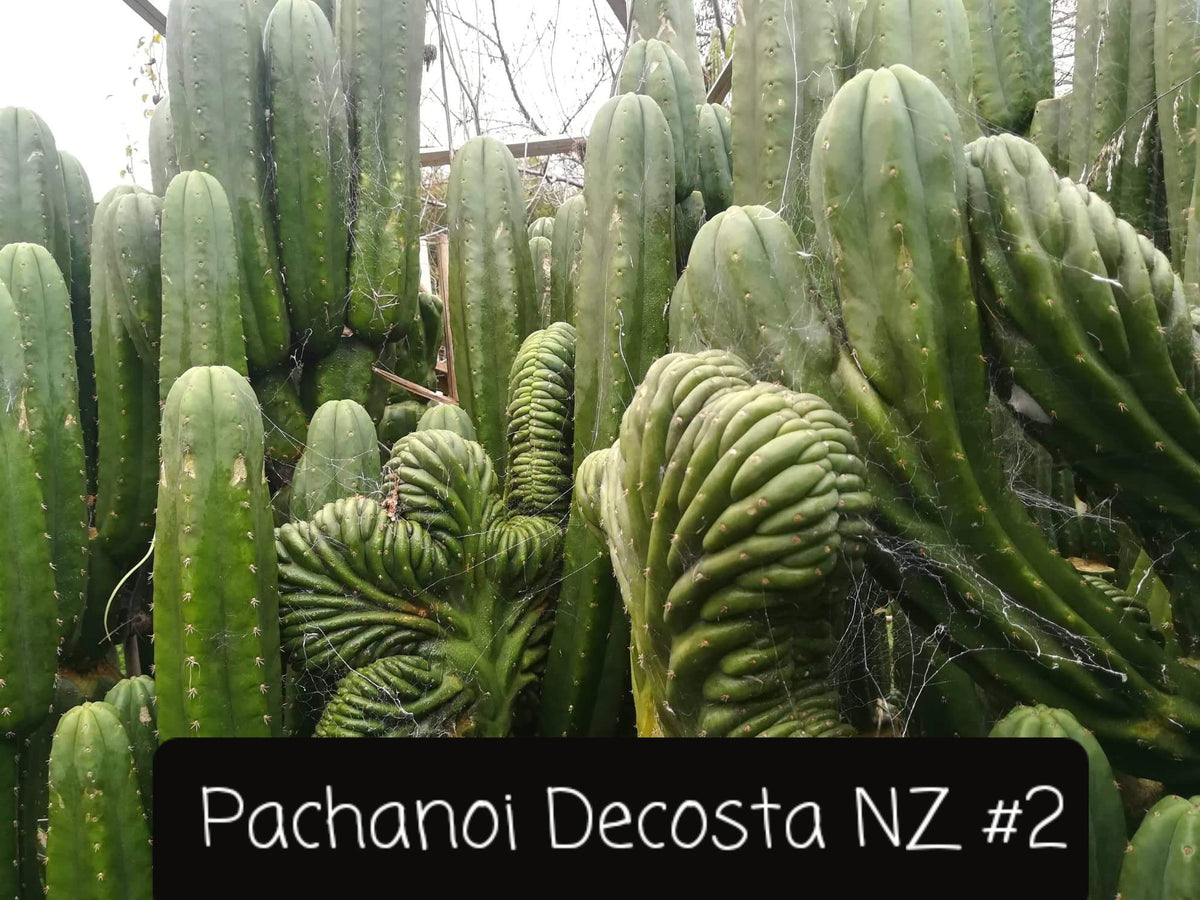 Trichocereus Ornamental Cactus Seeds Pachanoi Peruvian & others-Cactus - Large - Exact-The Succulent Source