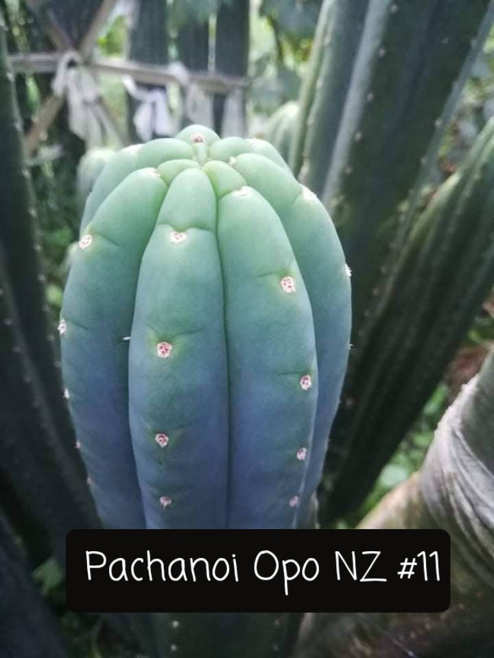 Trichocereus Ornamental Cactus Seeds Pachanoi Peruvian & others-Cactus - Large - Exact-The Succulent Source