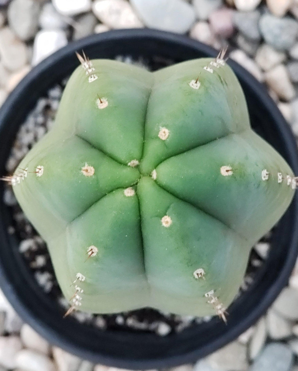 Trichocereus Ornamental Cactus Seeds Pachanoi Peruvian & others-Cactus - Large - Exact-The Succulent Source