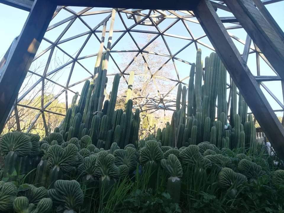 Trichocereus Ornamental Cactus Seeds Pachanoi Peruvian & others-Cactus - Large - Exact-The Succulent Source