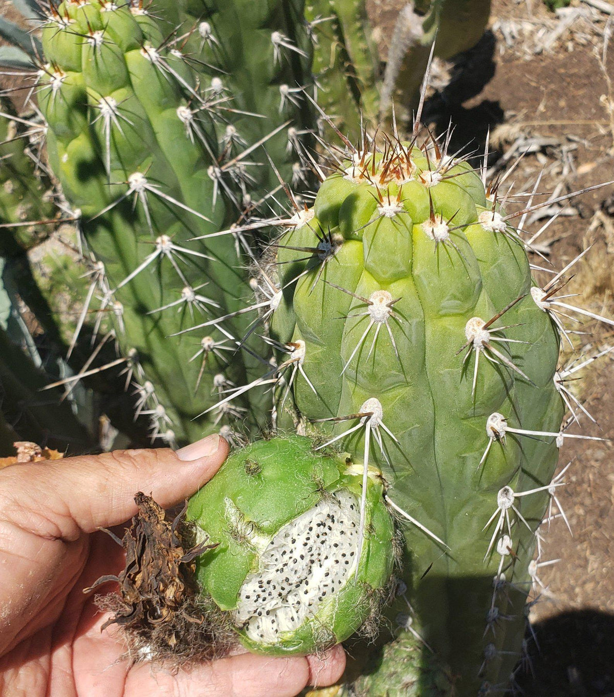 Trichocereus Ornamental Cactus Seeds Pachanoi Peruvian & others-Cactus - Large - Exact-The Succulent Source