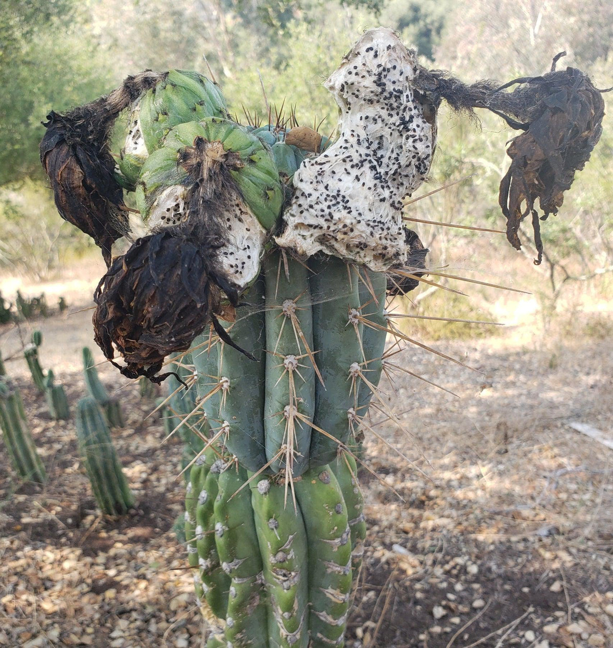 Trichocereus Ornamental Cactus Seeds Pachanoi Peruvian & others-Cactus - Large - Exact-The Succulent Source