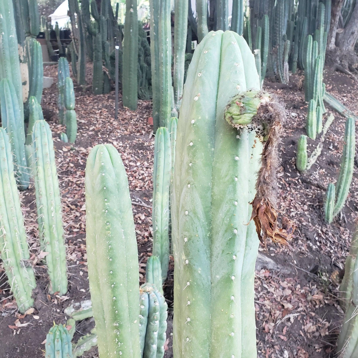 Trichocereus Ornamental Cactus Seeds Pachanoi Peruvian & others-Cactus - Large - Exact-The Succulent Source