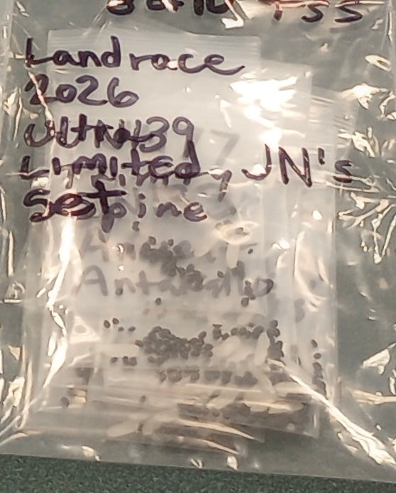 Trichocereus Cactus Seeds Pachanoi, Peruvianus, Bridgesii, Scopulicola, Hybrid seed & others For Sale-Cactus - Large - Exact-The Succulent Source